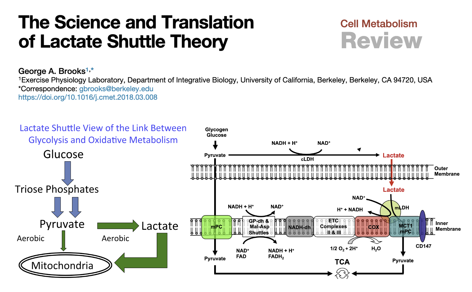 Lactate shuttle