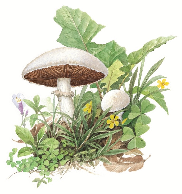 蘑菇 - P86；黃崑謀繪，圖面提供：遠流出版